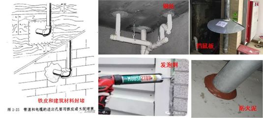 4月愛國衛生月:哪些老鼠飛檐走壁擅游泳?專業人士指點滅鼠高招